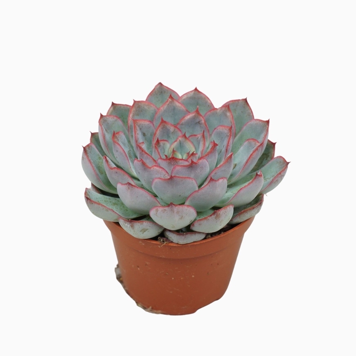 <h4>Echeveria Hercules</h4>