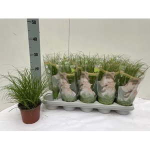 Cyperus Zumula 12Ø 30cm