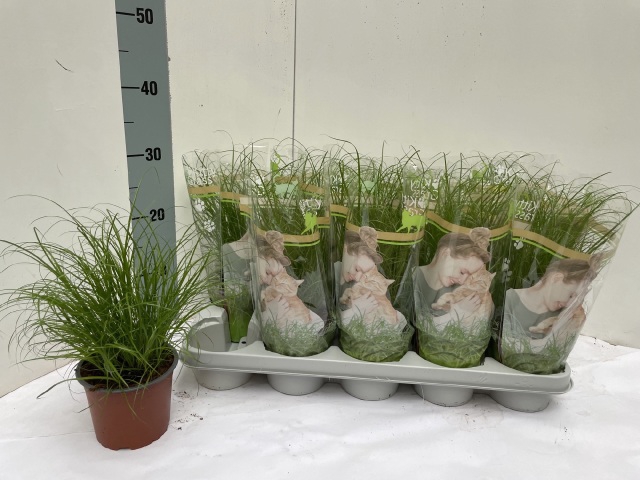 Cyperus Zumula 12Ø 30cm