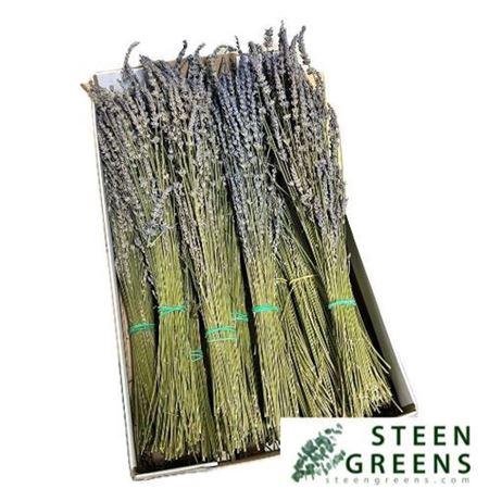 <h4>Lavandula Bs</h4>