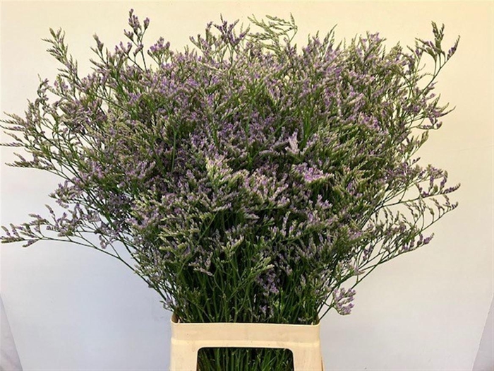 <h4>LIM MAINE BLUE</h4>