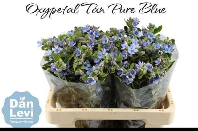 <h4>OXY CO TAN PURE BLU</h4>