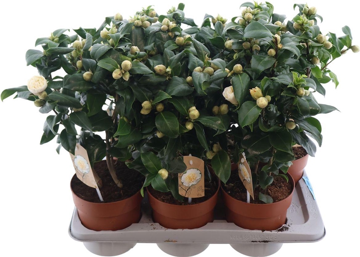 <h4>Camellia Jap Brushfield Yellow 20+</h4>