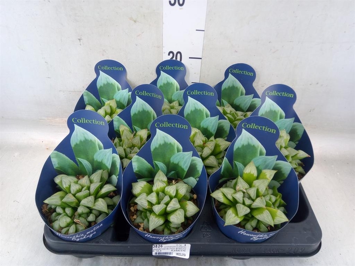 <h4>Haworthia   ...</h4>