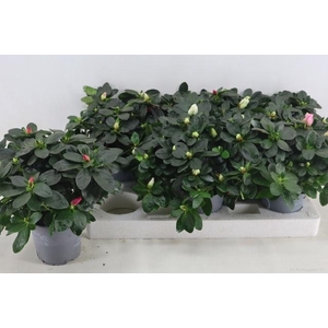 RHODO SI VOGEL GEM