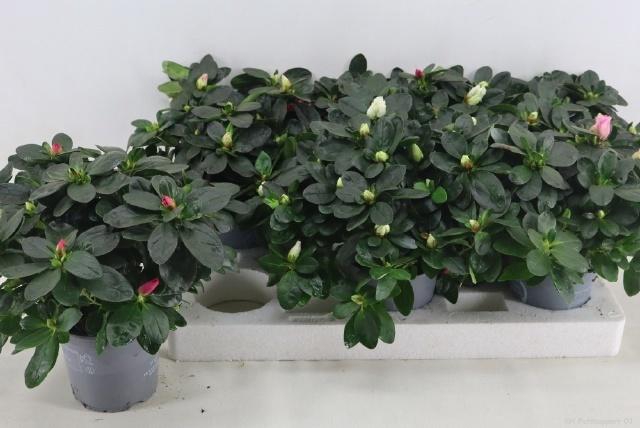 <h4>RHODO SI VOGEL GEM</h4>