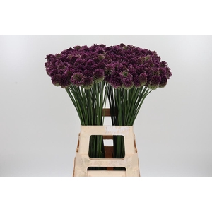 Allium Sphaerocephal (kogel)