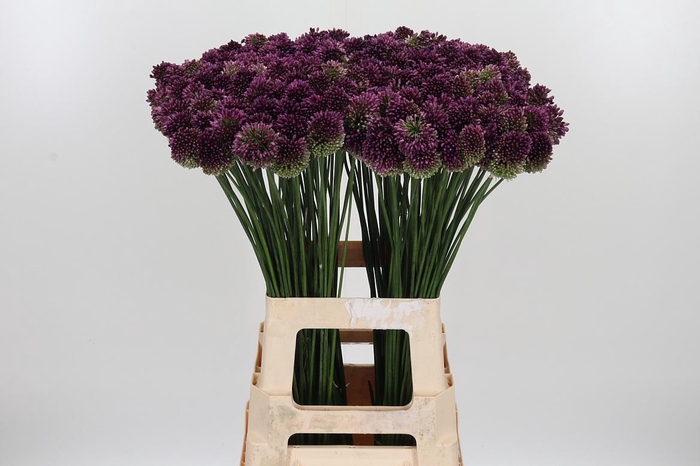 <h4>Allium Sphaerocephal (kogel)</h4>