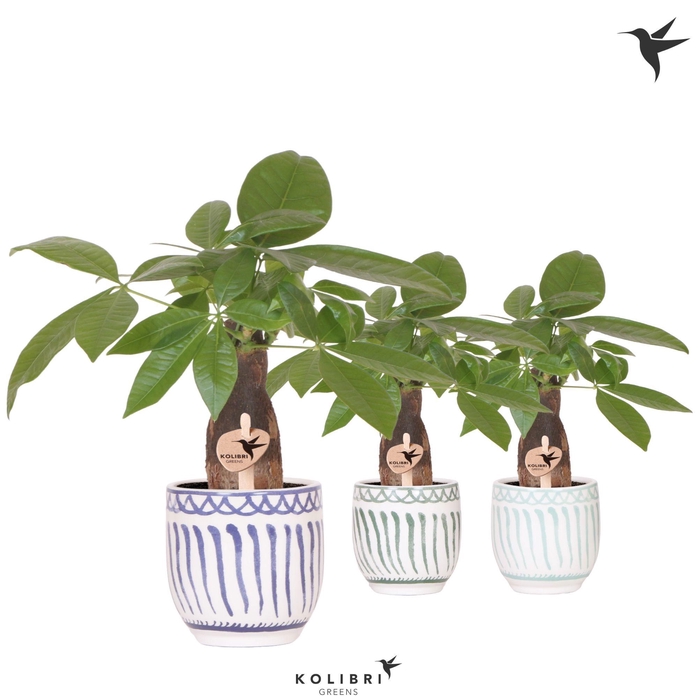 <h4>Kolibri Greens Pachira in Granada pot blue mix</h4>