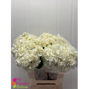 Hydr Super Select White 17-18cm CO