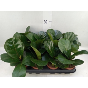 Ficus lyrata 'Bambino'