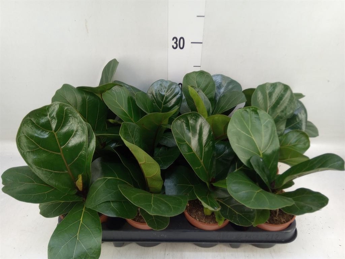 <h4>Ficus lyrata 'Bambino'</h4>
