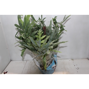 PHLEBODIUM BLUE STAR C21