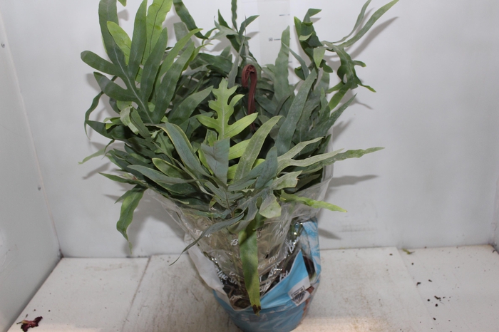 <h4>PHLEBODIUM BLUE STAR C21</h4>