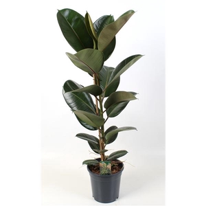Ficus elastica Robusta 21 cm