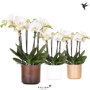 Kolibri Orchids Phalaenopsis Jewel Ghent 4 spike in Simplicity pot gold mix