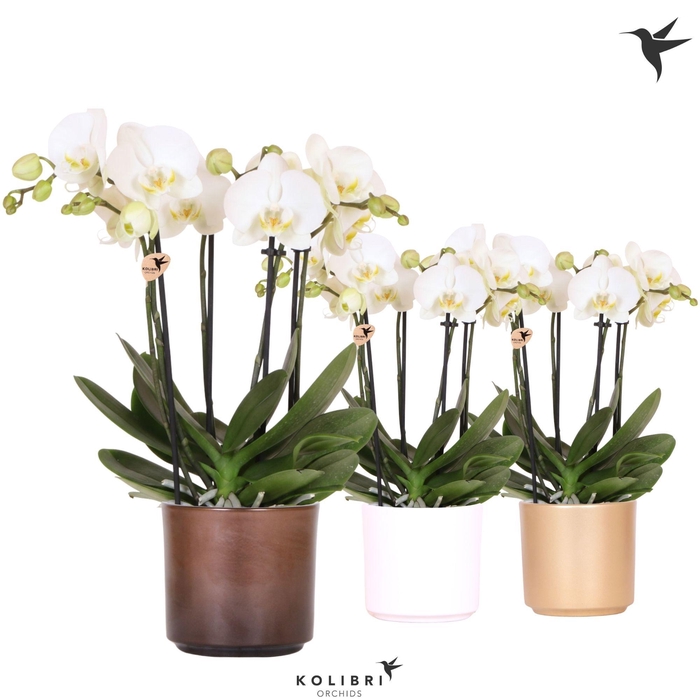 <h4>Kolibri Orchids Phalaenopsis Jewel Ghent 4 spike in Simplicity pot gold mix</h4>
