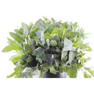 Euca Robusta Spray Per Stem