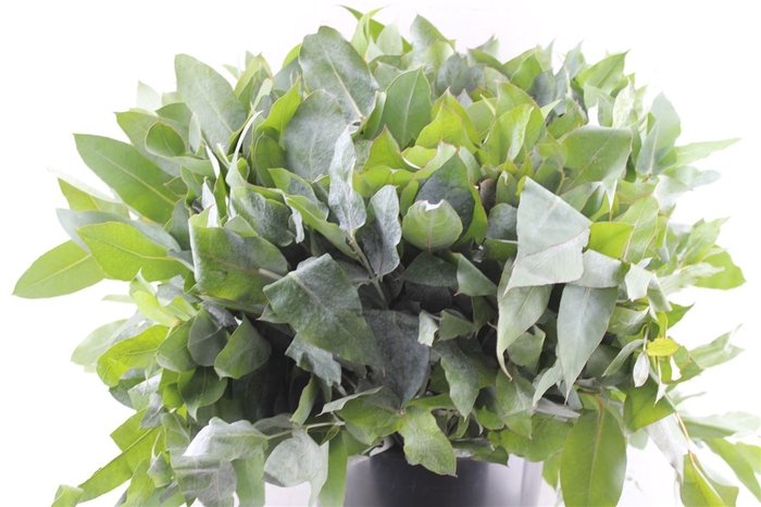 <h4>Euca Robusta Spray Per Stem</h4>