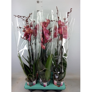Phalaenopsis multi.   ...