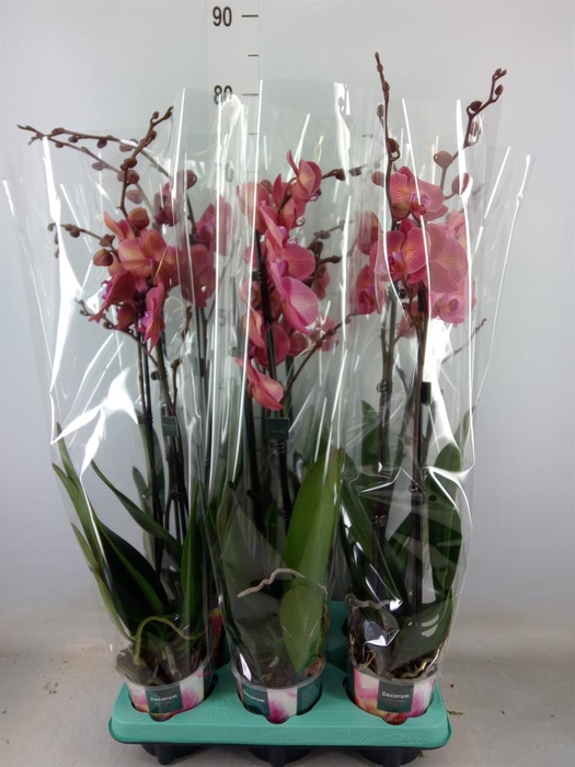 <h4>Phalaenopsis multi. ...</h4>