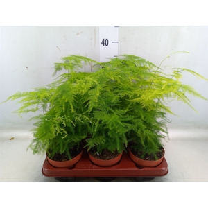Asparagus setaceus