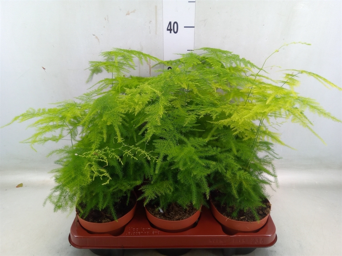 <h4>Asparagus setaceus</h4>