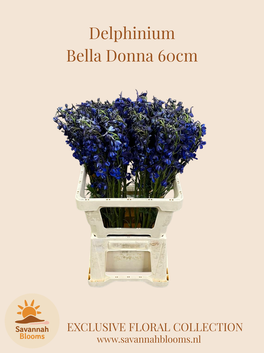 <h4>DELPH EN DELDON BLUE</h4>