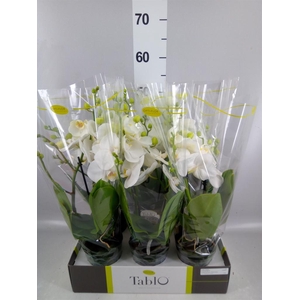 Phalaenopsis   ...white