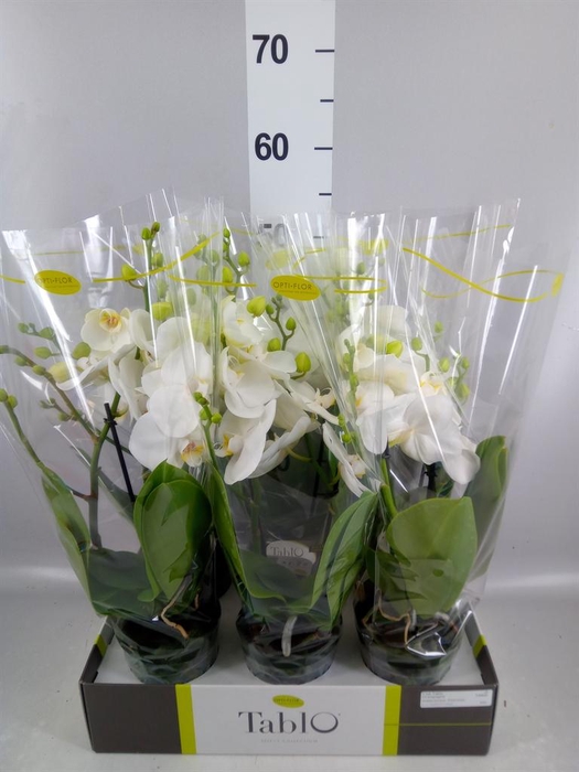 <h4>Phalaenopsis   ...white</h4>