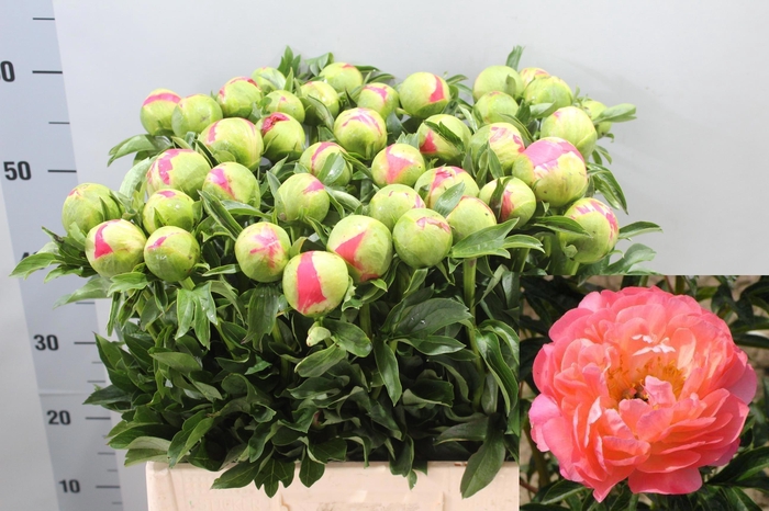 <h4>PAEO CORAL SUNSET</h4>