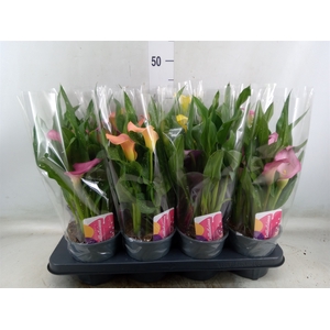 Zantedeschia   ...mix
