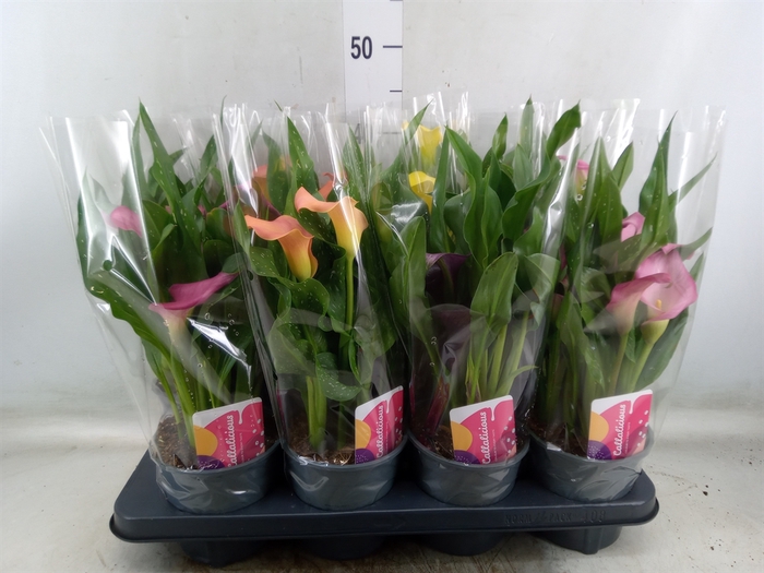 <h4>Zantedeschia   ...mix</h4>