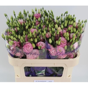 Eus G Rosi Rose Pink
