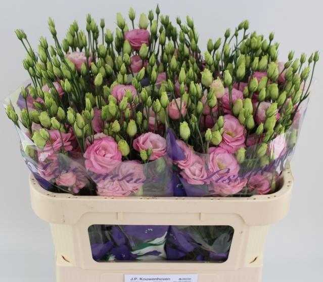 <h4>Eus G Rosi Rose Pink</h4>