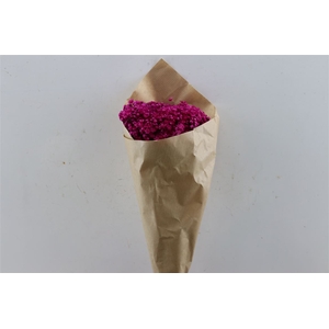 Dried Glixia Marcela Fuchsia Bunch