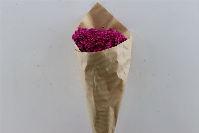 Dried Glixia Marcela Fuchsia Bunch