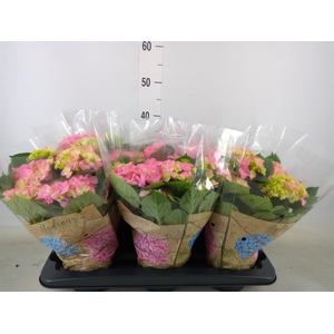 Hydrangea mac. 'Early Rosa'