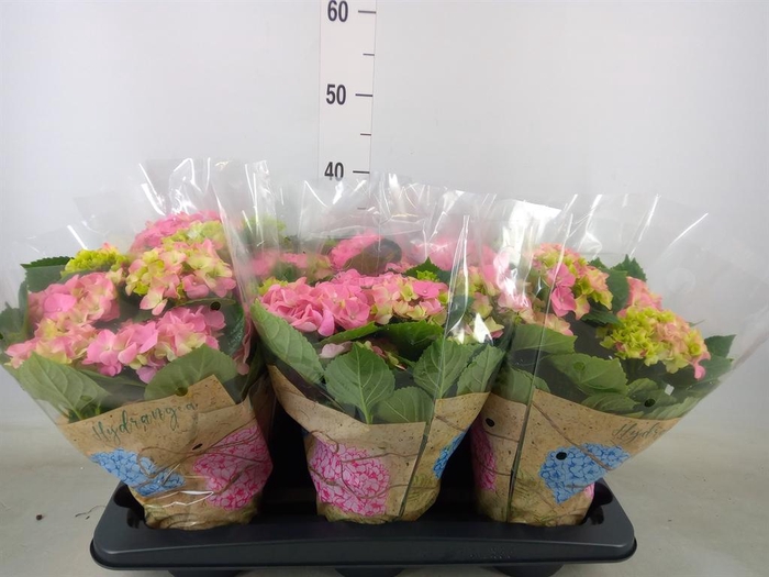 <h4>Hydrangea mac. 'Early Rosa'</h4>