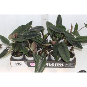 ALOCASIA SCALPRUM P12