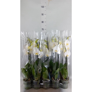 Phalaenopsis   ...white