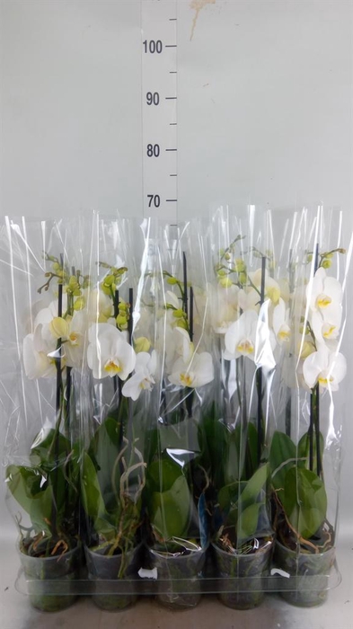 <h4>Phalaenopsis   ...white</h4>