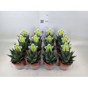 Aloe aristata 'Tiki Tahi'