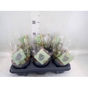 Ceropegia woodii ssp. woodii