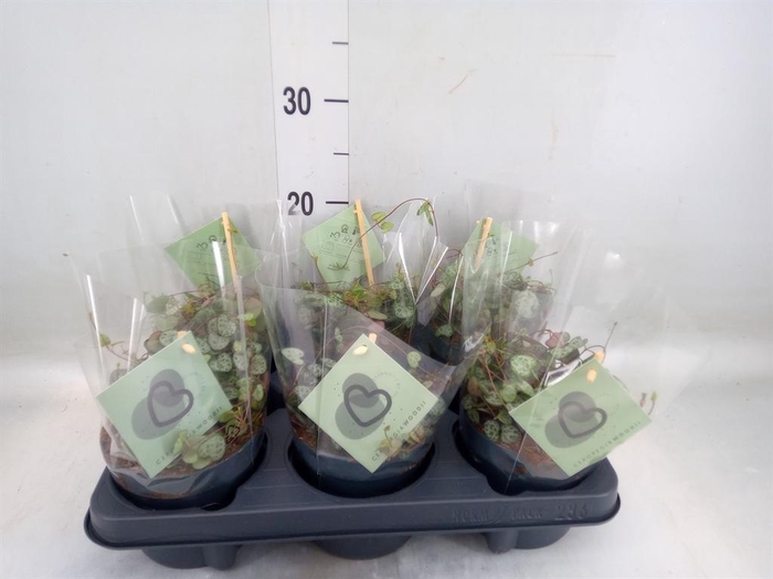 <h4>Ceropegia woodii ssp. woodii</h4>