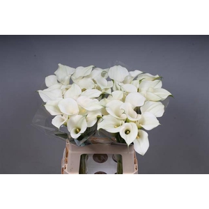 Zantedeschia captain ventura pink glow
