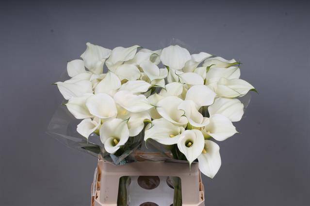 <h4>Zantedeschia captain ventura pink glow</h4>