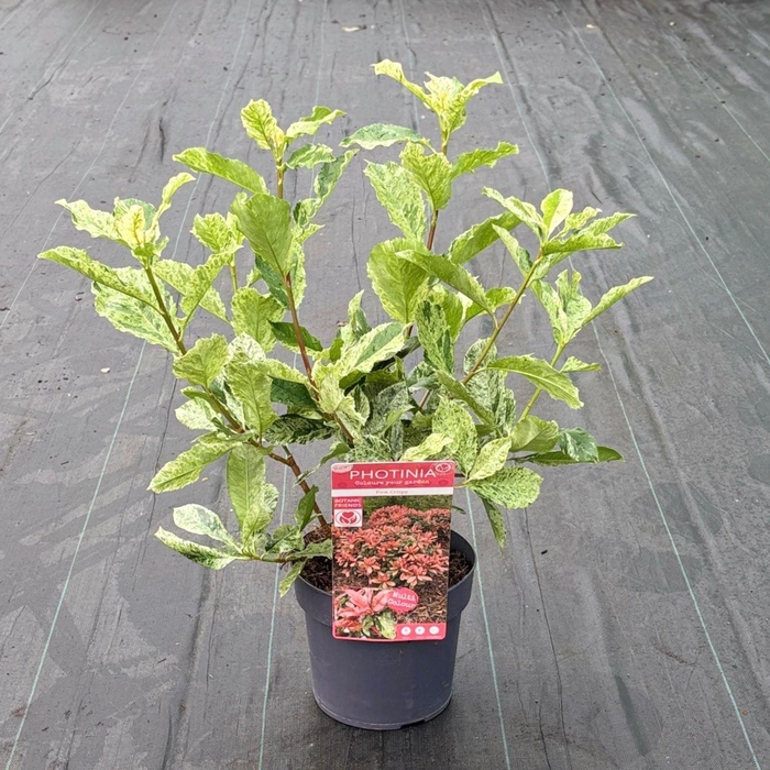 Photinia serratifolia Pink Crispy