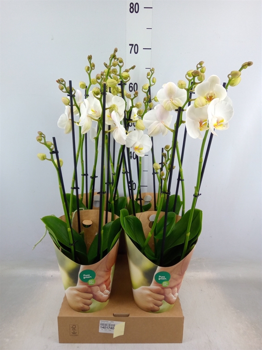 <h4>Phalaenopsis   ...white</h4>