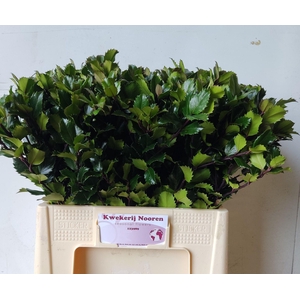 Ilex Bl M Blu Prince 60 Cm